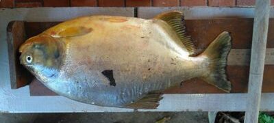 PMA prende dois pescadores por pesca predatória e apreende barco, motor e pescado ilegal