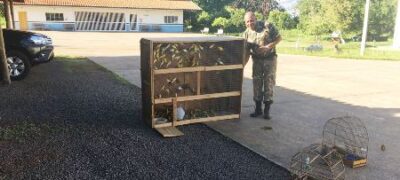 PMA autua em R$ 125 mil infrator preso em flagrante por capturar e manter 250 canários ilegalmente em cativeiro