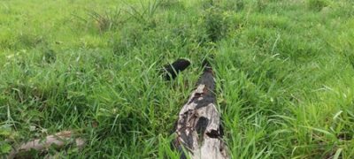 PMA autua pecuarista por desmatamento ilegal de 16 hectares de vegetação nativa de cerrado