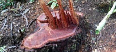 PMA autua pecuarista em R$ 12,5 mil por exploração ilegal de madeira em área protegida