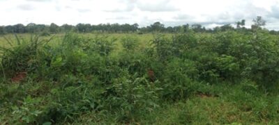 PMA de Bela Vista autua fazendeiro em R$ 9 mil por desmatamento ilegal de 30 hectares de vegetação