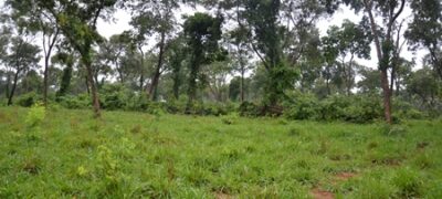 PMA de Jardim autua terceiro proprietário rural por desmatamento ilegal hectares em dois dias