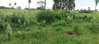 PMA de Bela Vista autua segundo fazendeiro em R$ 5 mil por desmatamento ilegal de 17 hectares