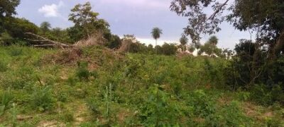 PMA de Bela Vista autua fazendeiro por desmatamento ilegal para plantio de pastagem