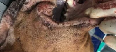PMA autua em R$ 3 mil homem de 47 anos por cortar de facão e matar seu cachorro pitbull
