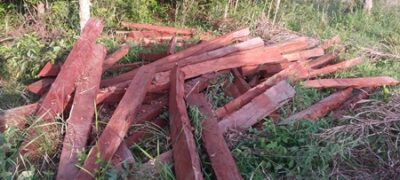 PMA autua proprietário rural em R$ 9,5 mil por exploração ilegal de madeira