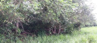 PMA de Bela Vista autua fazendeiro por desmatamento ilegal de 11 hectares de vegetação nativa