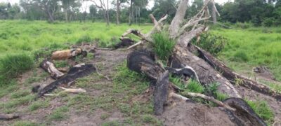 PMA autua pecuarista em R$ 5 mil por desmatamento de 18 hectares em caracol
