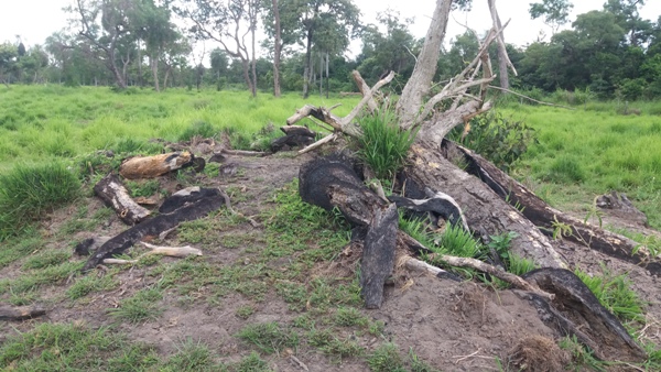 PMA autua pecuarista em R$ 5 mil por desmatamento de 18 hectares em caracol