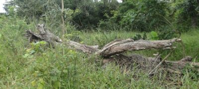 PMA de Jardim autua fazendeiro por desmatamento ilegal de 7 hectares durante a operação Cervo-do-Pantanal