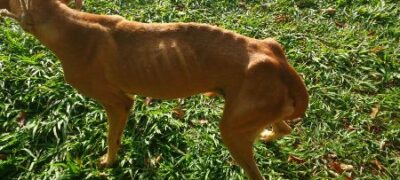 PMA autua em R$ 1 mil homem de 33 anos por maus-tratos ao abandonar um cachorro sem alimento e água