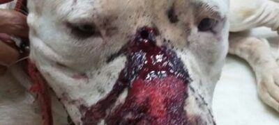 Pit bull invade casa, policial atira e moradores se revoltam nas redes sociais