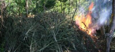 Com apoio da PF, Paraguai tira de circulação 342 toneladas de maconha na fronteira