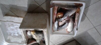 PMA autua sete pescadores em R$ 6,5 mil por transporte de pescado ilegal e apreende 78 kg de peixes