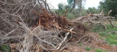 Bela Vista: PMA autua pecuarista paranaense em R$ 6 mil por exploração ilegal de madeira