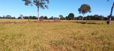 PMA de Jardim autua fazendeiro por desmatamento ilegal de 8 hectares durante a operação Cervo-do-Pantanal