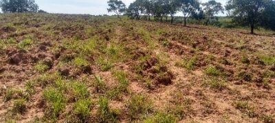 PMA autua 48 pessoas e aplica R$ 1,05 milhão por desmatamentos ilegais de 1.411 hectares de vegetação durante quatro meses da operação