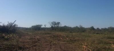 PMA de Bela Vista autua pecuarista por desmatamento ilegal de 20 hectares de vegetação nativa de cerrado