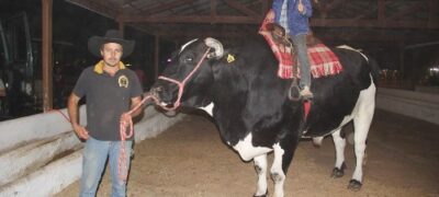 Maior boi adestrado do Brasil vira atração na Expobel