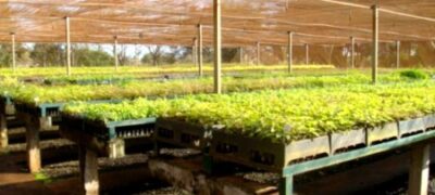 Com apoio do Governo, viveiro de São Gabriel deve receber R$ 700 mil em investimentos