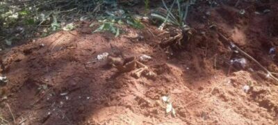 Bella Vista Norte: Quatro ossadas humanas são encontradas em cova rasa na fronteira
