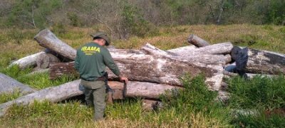 MPMS apresenta resultados da Operação Mata Atlântica em Pé