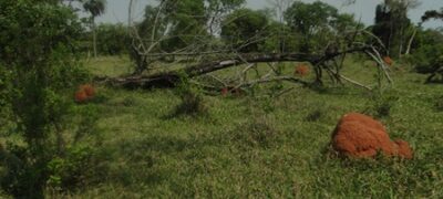 PMA de Jardim autua mais um pecuarista por desmatamento ilegal durante a operação Cervo-do-Pantanal