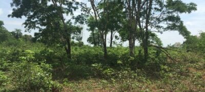 PMA autua proprietário rural em R$ 5,7 por desmatamento ilegal de vegetação nativa