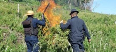 Narcótica da policia realiza destruição de plantação de Maconha na Fronteira com o MS