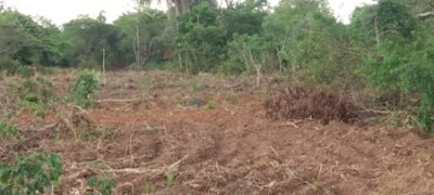 PMA de Bela Vista autua pecuarista em R$ 9 mil por exploração ilegal de madeira