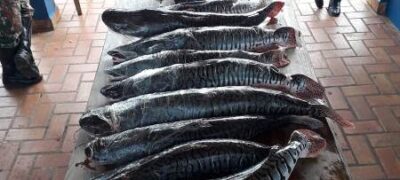 PMA prende três turistas catarinenses com 80 kg de pescado ilegal e aplica multa de R$ 7 mil