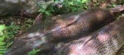 PMA autua em R$ 2,8 mil um comerciante por postar vídeo em redes sociais praticando pesca predatória