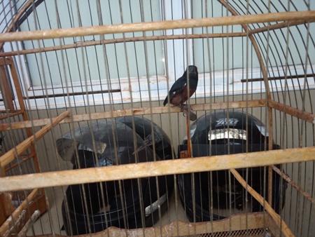 PMA autua infrator de 21 anos por manter aves silvestres ilegalmente em cativeiro