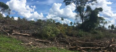 PMA autua advogado por desmatamento ilegal de 54 hectares e incêndio de vegetação nativa