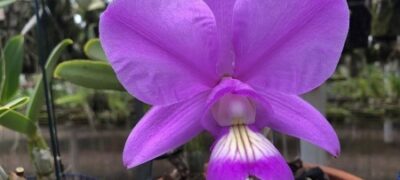 Orquídea Cattleya Nobilior é um símbolo repleto de beleza e perfume