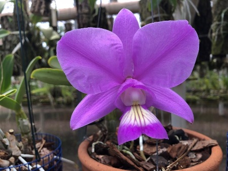 Orquídea Cattleya Nobilior é um símbolo repleto de beleza e perfume