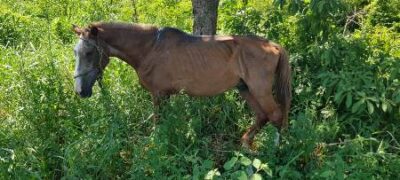 PMA autua homem de 33 anos por maus-tratos a um cavalo