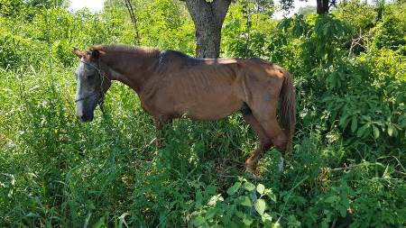 PMA autua homem de 33 anos por maus-tratos a um cavalo