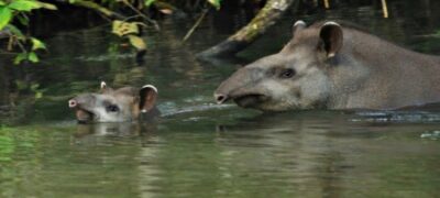 Anta e filhote se refrescam nas águas cristalinas do Recanto Ecológico Rio da Prata