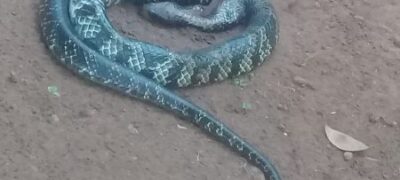 Moradores do bairro Antônio João encontram cobra de 2 metros