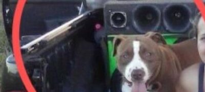 Pitbull ataca e mata criança de 8 meses em Antonio João