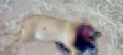 OMISSÃO: Pitbull mata vira-lata e dono dispara: ‘não posso fazer nada, é um cachorro’