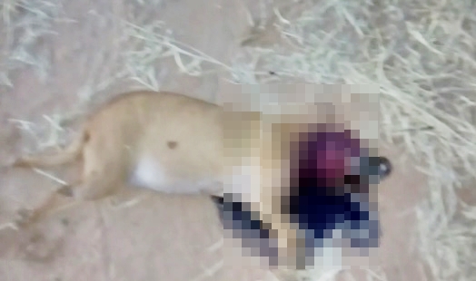 OMISSÃO: Pitbull mata vira-lata e dono dispara: ‘não posso fazer nada, é um cachorro’