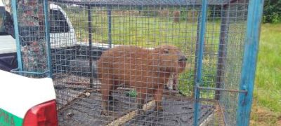 Polícia Militar Ambiental captura capivara em residência na cidade de Coxim