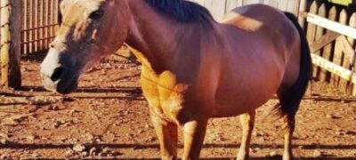 Homem é flagrado nu ao lado de égua e se diz apaixonado pelo animal