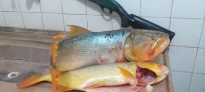 Polícia Militar Ambiental prende e autua campo-grandense em R$ 3, 1 mil por pesca e transporte de dourado e com rifle e munições ilegais