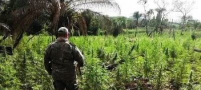 Narcótica tira de circulação quase sete toneladas de maconha da Fronteira com o MS