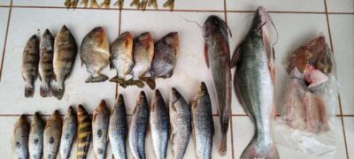 Comerciante é multado por venda de pescado ilegal em feira livre
