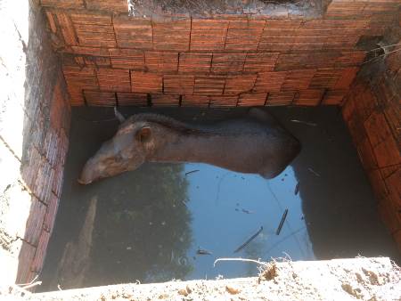 Polícia Militar Ambiental, Bombeiros e CRAS resgatam anta de dentro de uma fossa