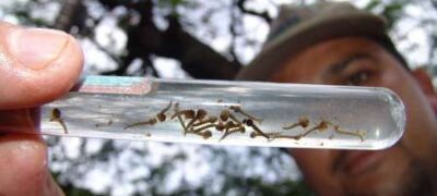 MS tem 14 mortes por dengue e epidemia atinge 64 cidades